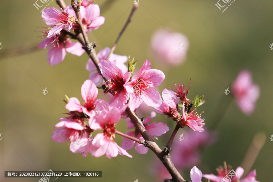 桃花特写