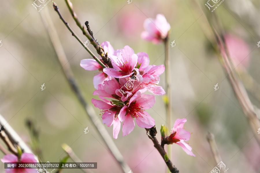 美丽的桃花