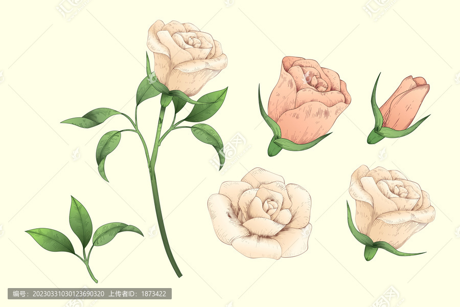 版画风手绘玫瑰花盛开过程插画