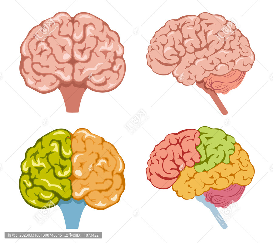 带有色彩的卡通大脑素材,平面插图