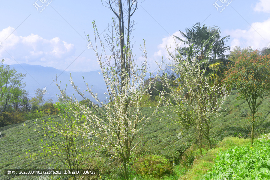 雅安蒙顶山春天的茶树种植园