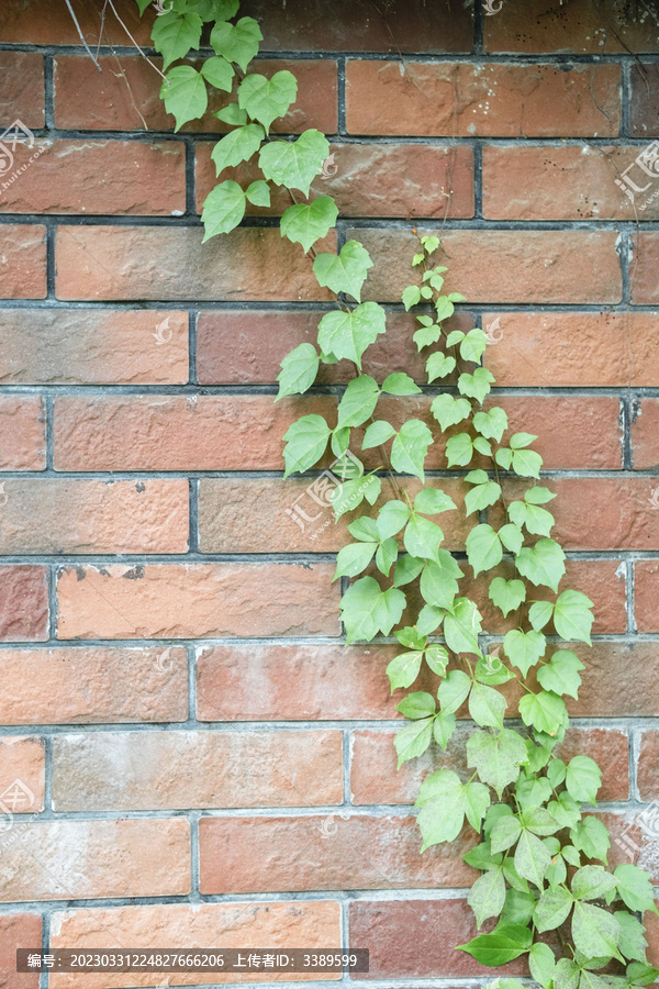 爬山虎绿色植物绿植红墙藤蔓