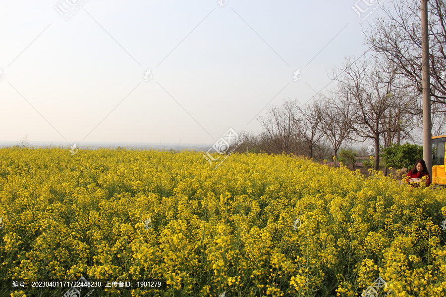 春天油菜花