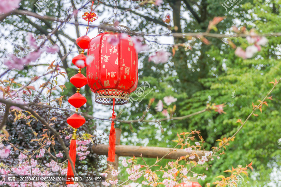 重庆公园里的红灯笼和樱花