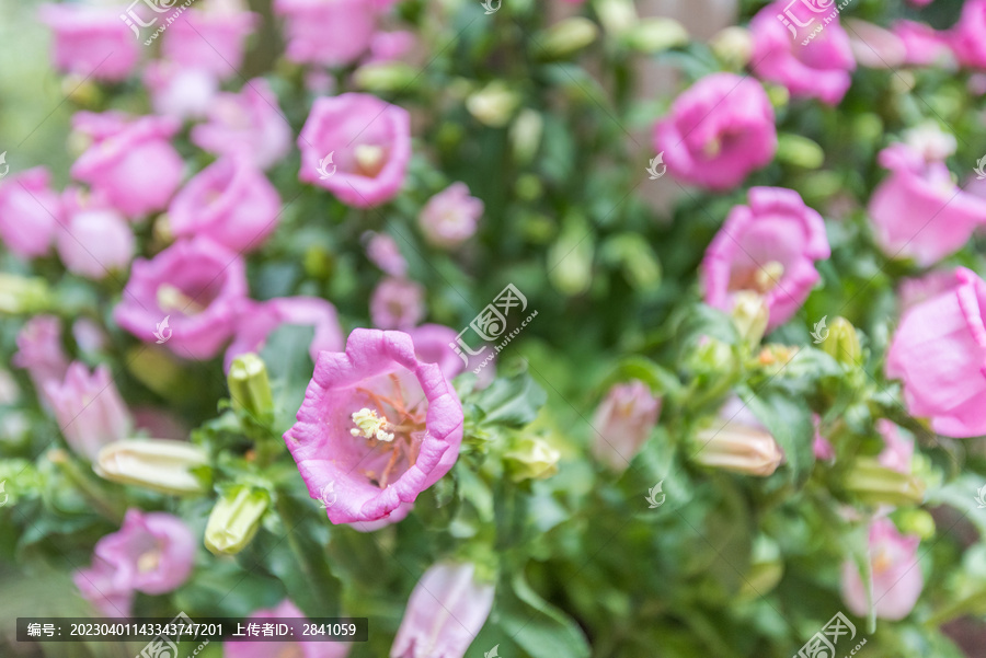 风铃草花特写