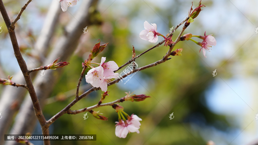 樱花