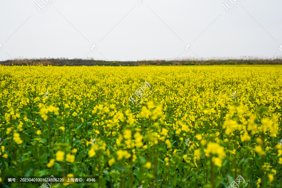 油菜花种植