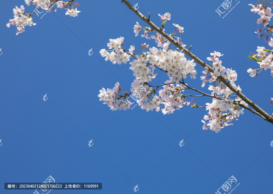 蓝天白云与鲜花