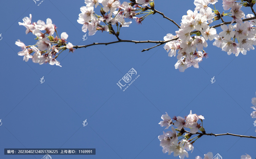 蓝天白云与鲜花