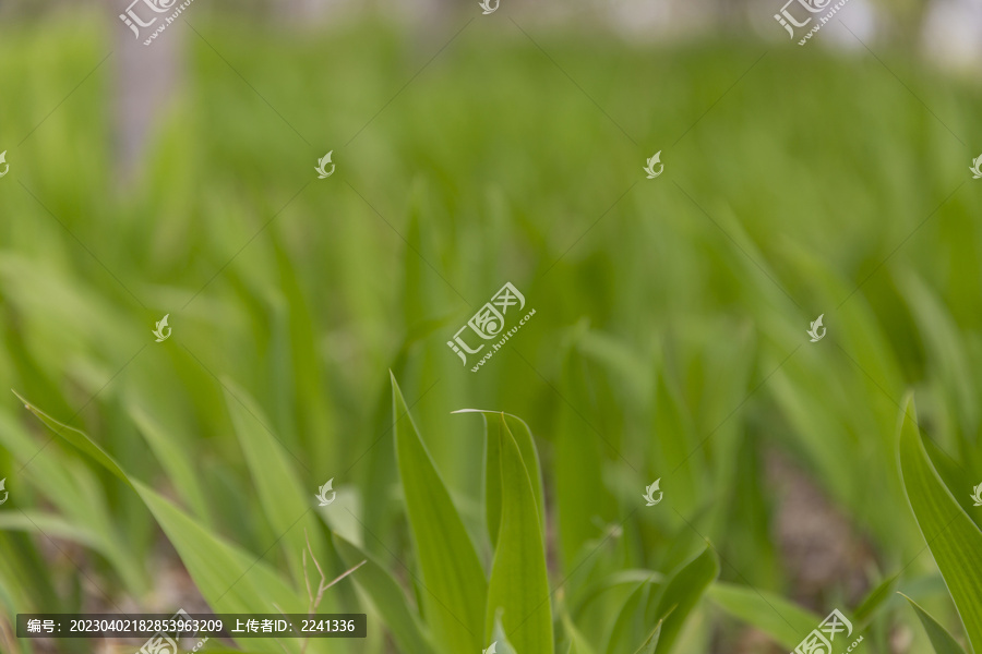 花花草草枫树