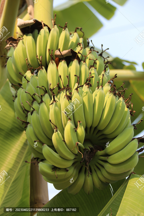 香蕉树上的一大串香蕉