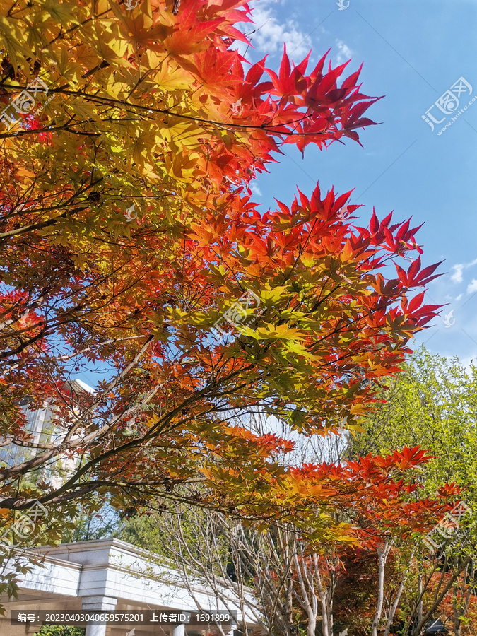 红枫鸡爪槭