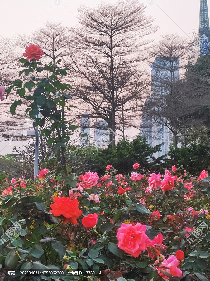 鲜花渲染城市