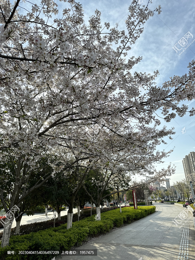 路边的樱花树