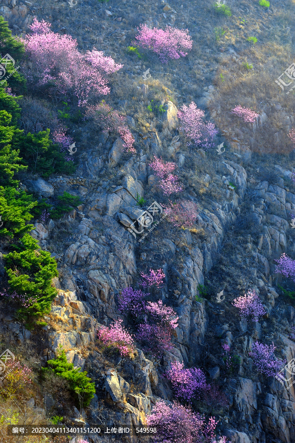 深山桃花