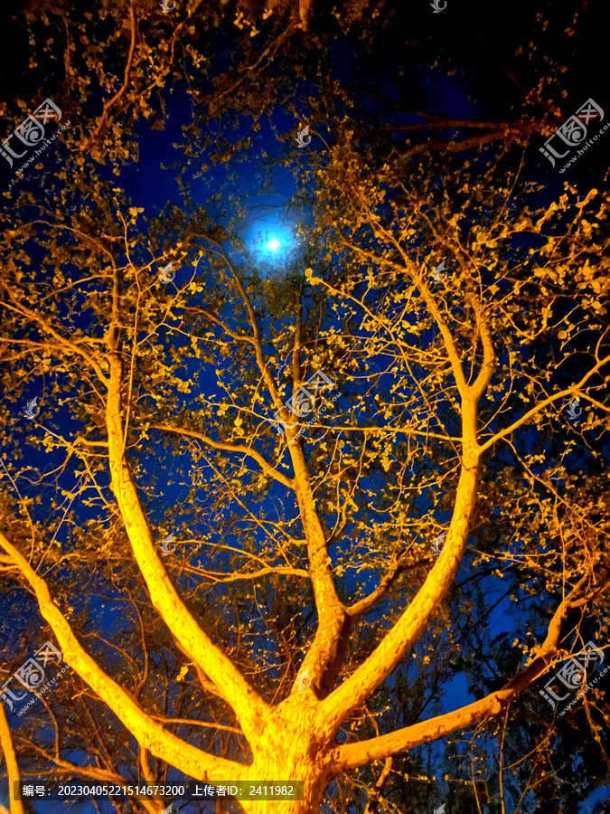 夜晚的梧桐树