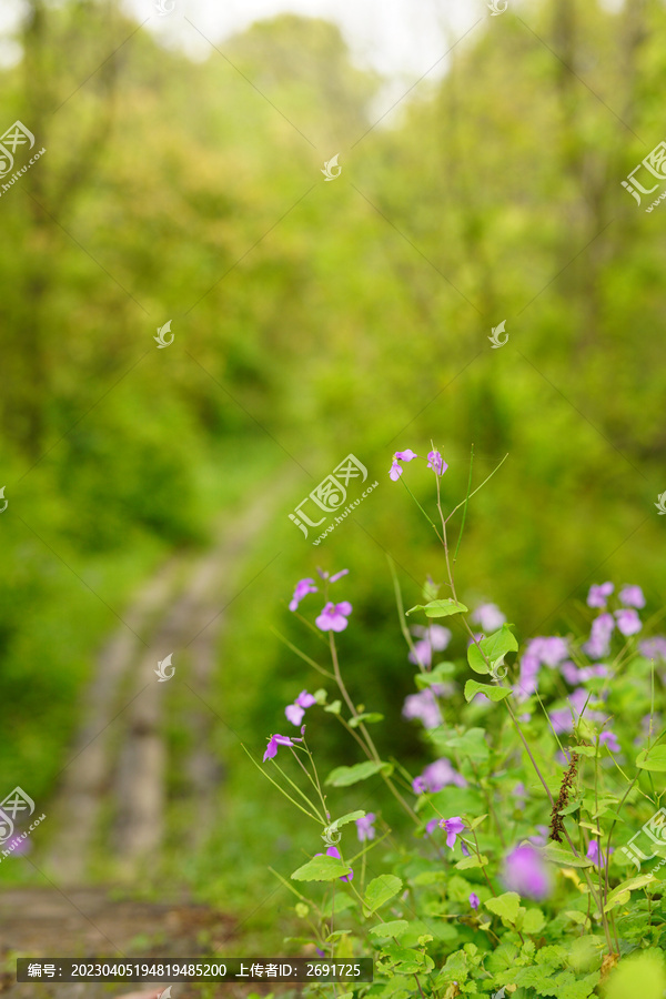乡间的小路和野花
