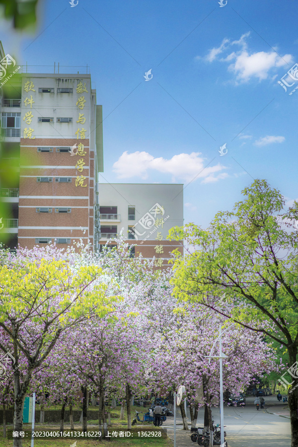 花开的季节