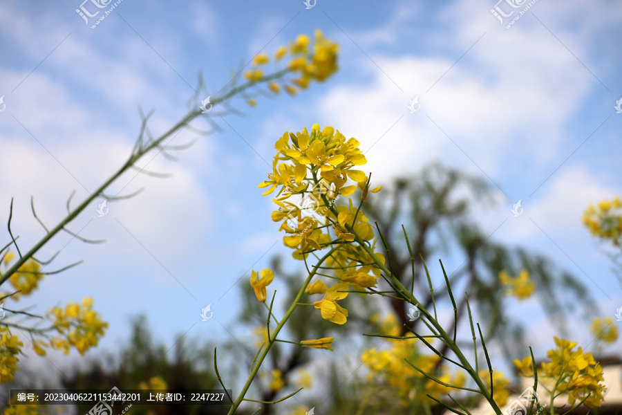 窃窃私语的油菜花