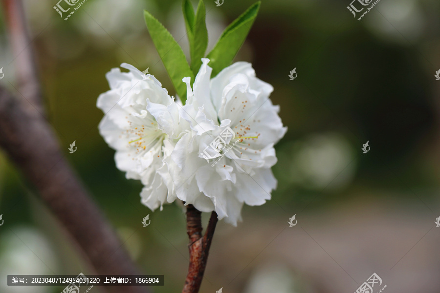 海棠花儿开