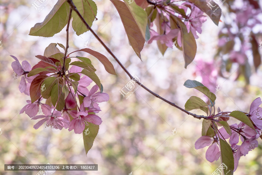 盛开的楸子树花