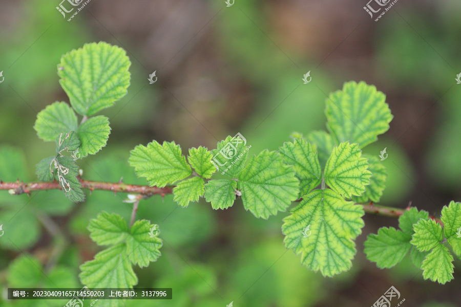 绿植素材