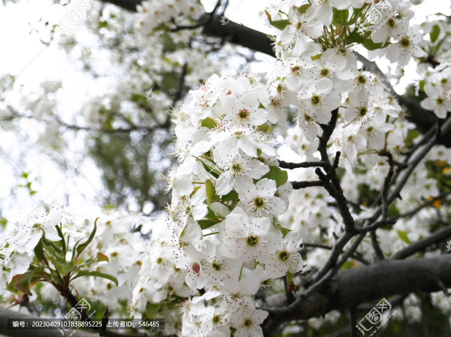 梨花开