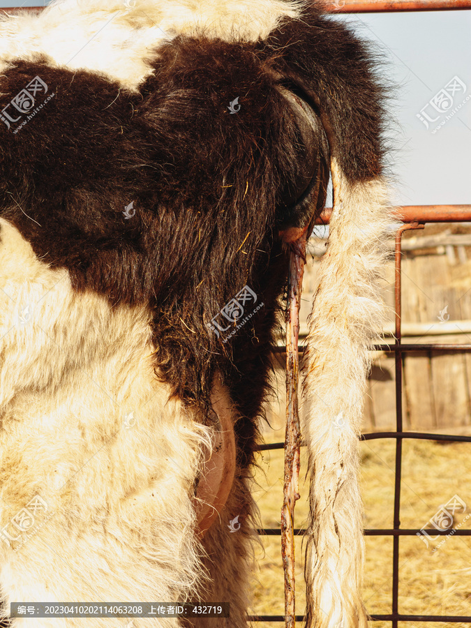 牛生产脐带