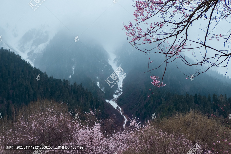 西藏旅游林芝桃花