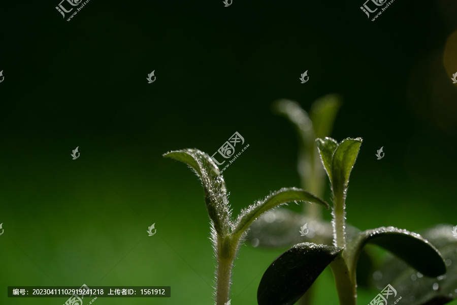 立春水滴植物