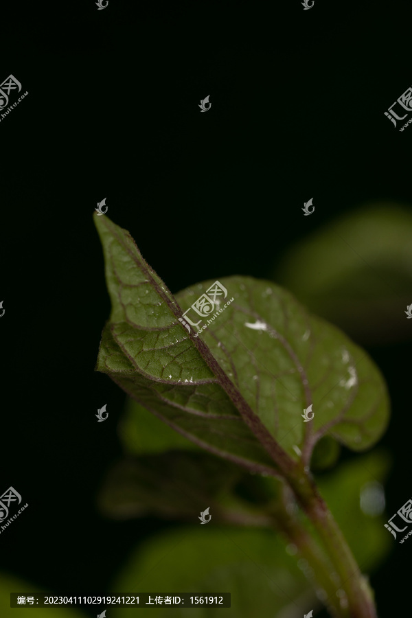 立春水滴植物