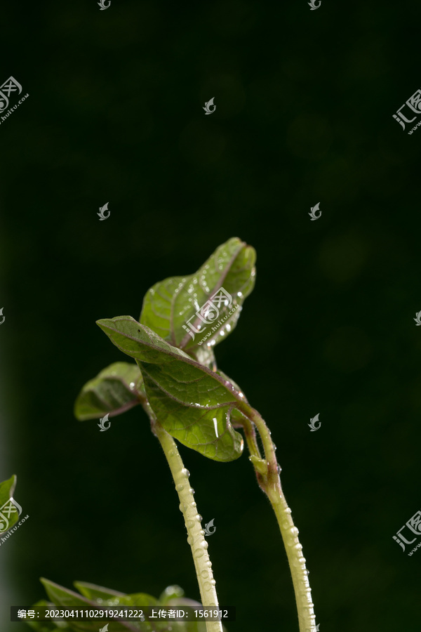 立春水滴植物