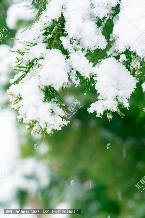 松枝积雪