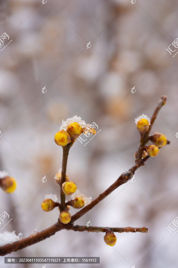 腊梅落雪