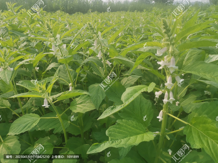 芝麻开花