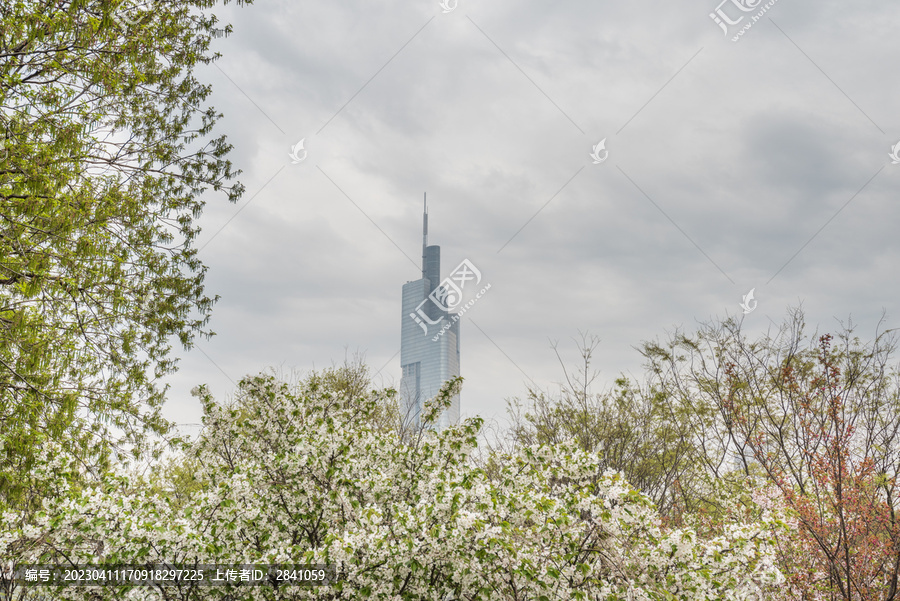 樱花季南京的玄武湖公园