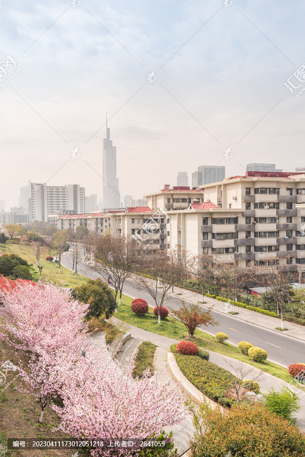 樱花季中国南京的城市风景