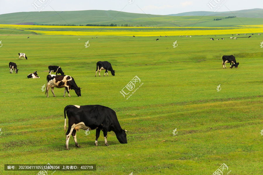 夏天草原牛群