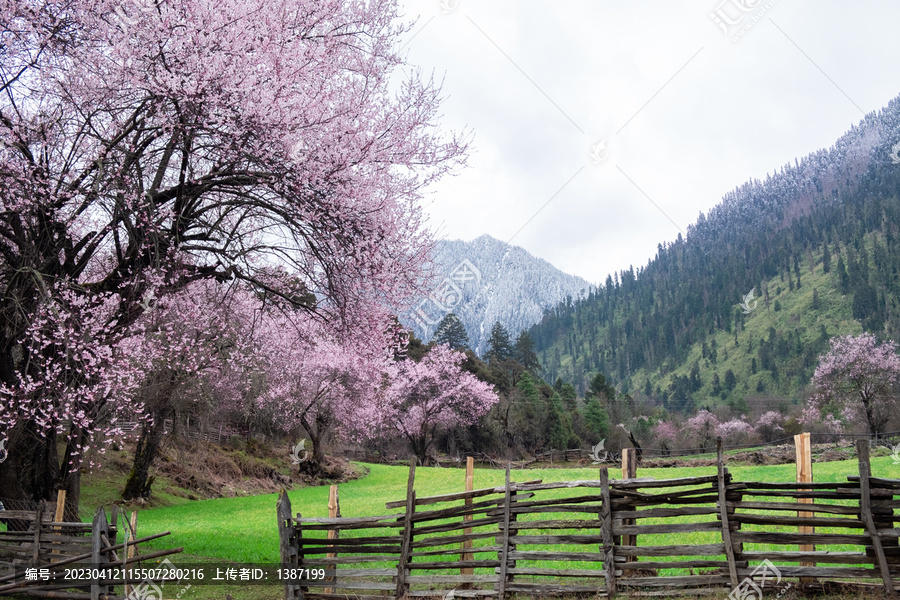 西藏旅游林芝桃花