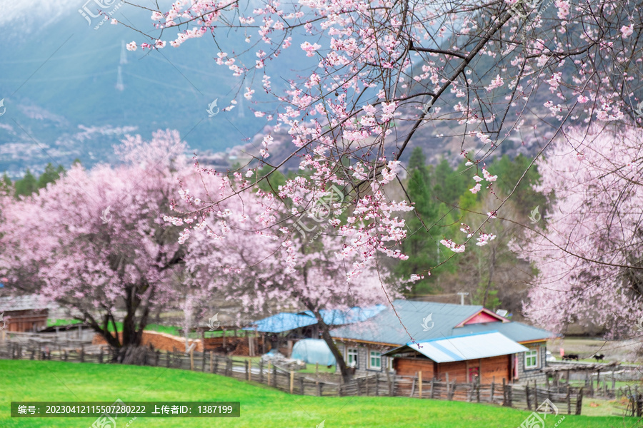 西藏旅游林芝波密桃花青稞雪山