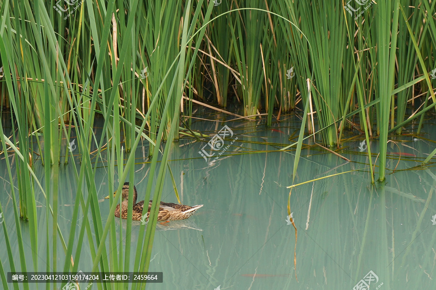 水里的野鸭