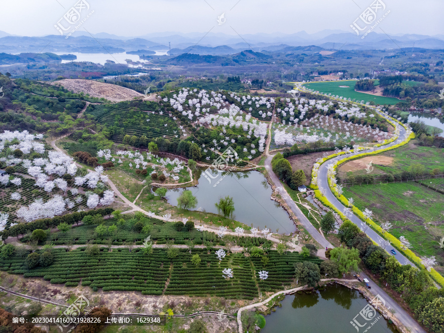 丘陵茶园