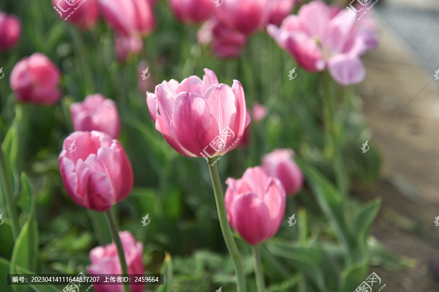 国家植物园郁金香花盛开