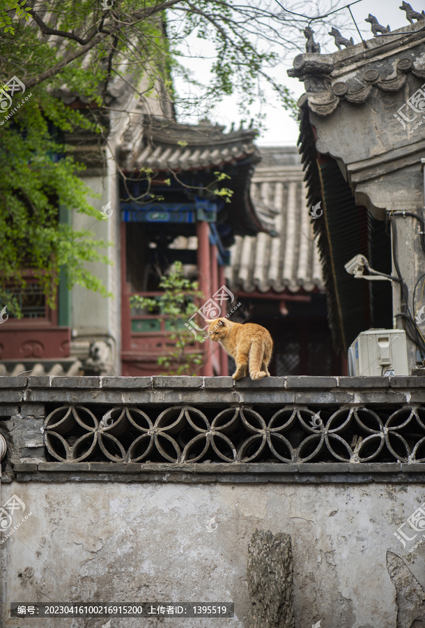 北京法源寺猫咪