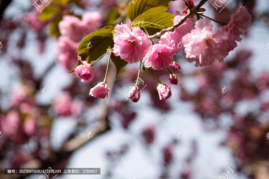 一枝樱花入画来