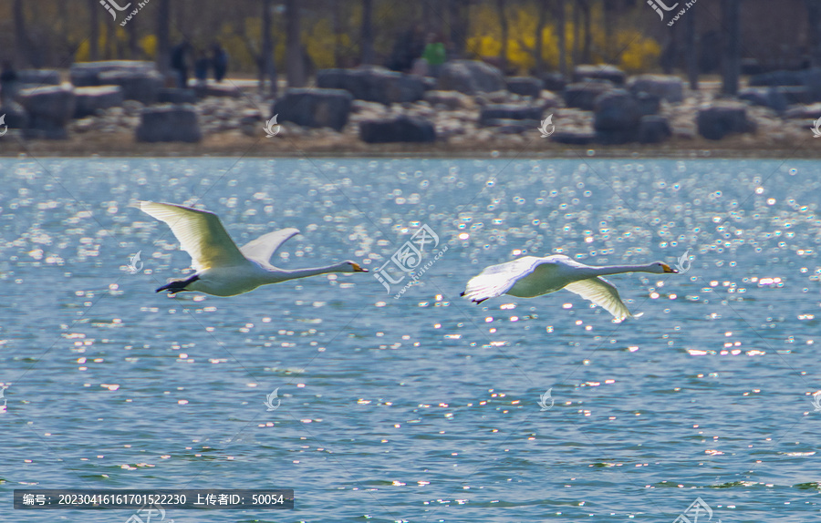 两只水面飞翔的白天鹅