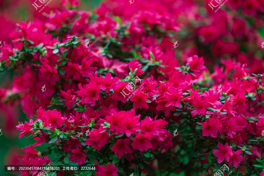 春天的花朵