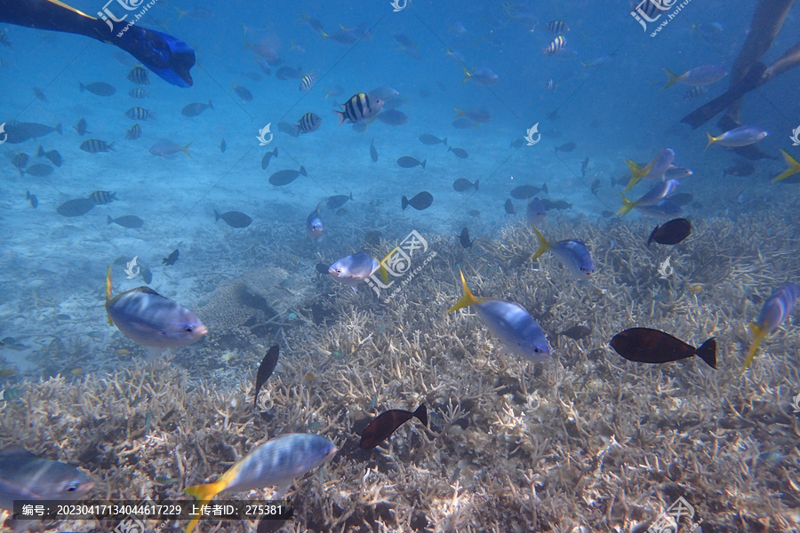 海底鱼群五彩鱼群