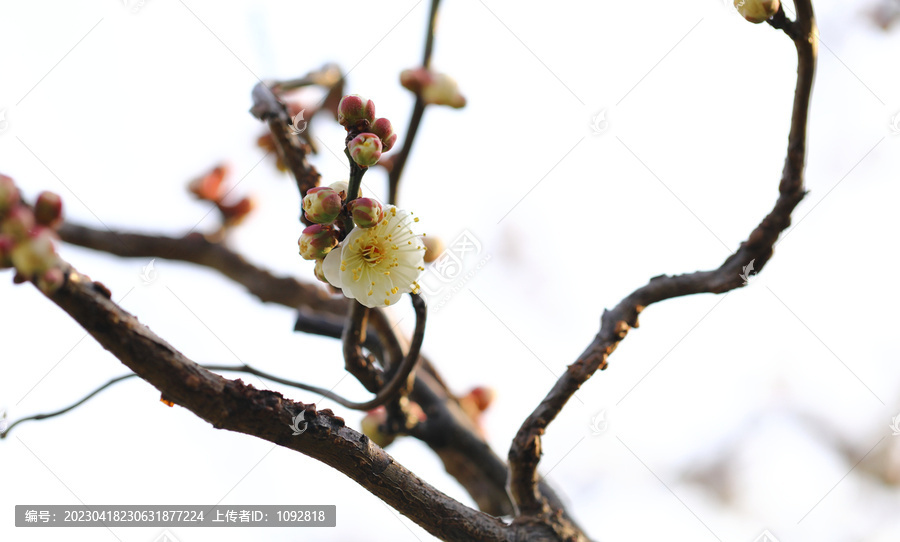 春暖花开