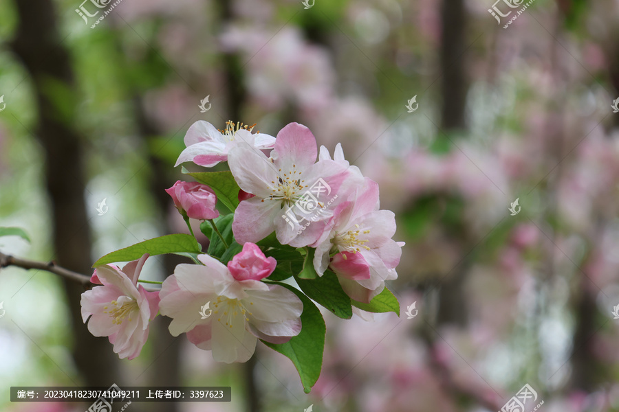 满园海棠花开春季赏花正当时